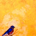 Blue Bird